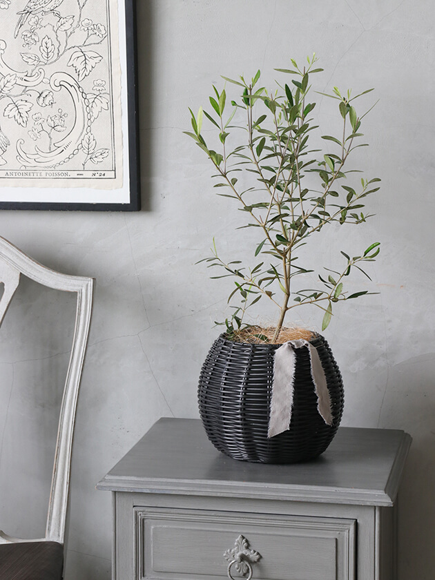 JasmineバスケットブラックS